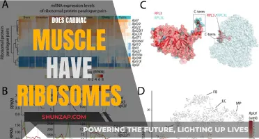 Ribosomes in Cardiac Muscle: What's the Deal?
