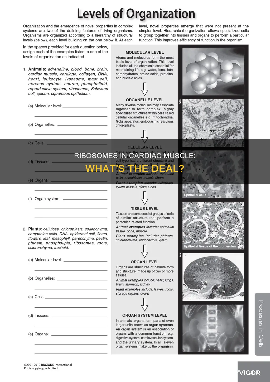 does cardiac muscle have ribosomes
