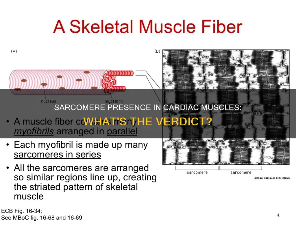 does cardiac muscle have sarcomere