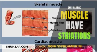 Striated Cardiac Muscle: What Are Those Stripes?