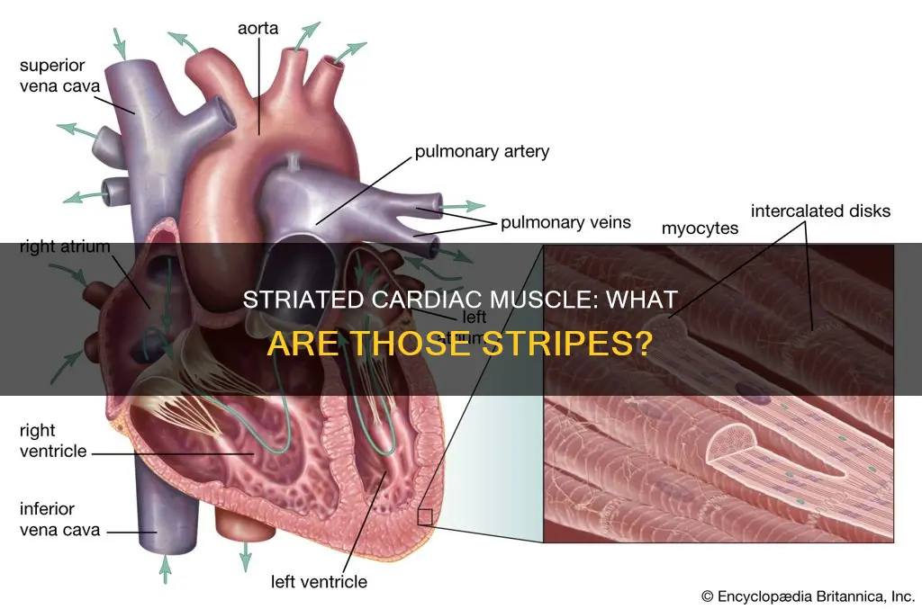 does cardiac muscle have striations