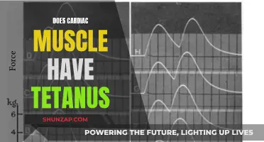 Understanding Cardiac Muscle Tetanus: An In-Depth Exploration
