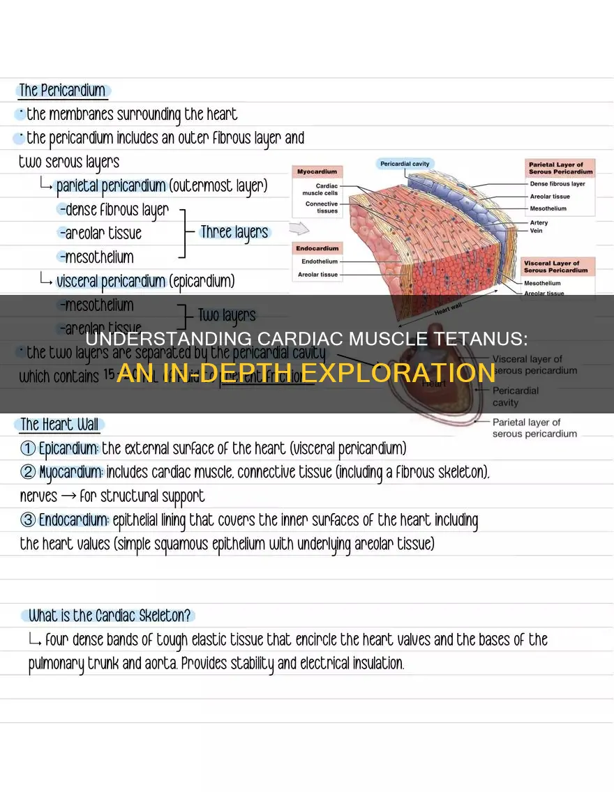 does cardiac muscle have tetanus