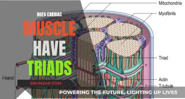 Exploring the Unique Structure of Cardiac Muscle Fibers