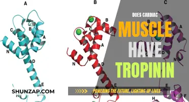 Tropinin in Cardiac Muscle: What's the Deal?