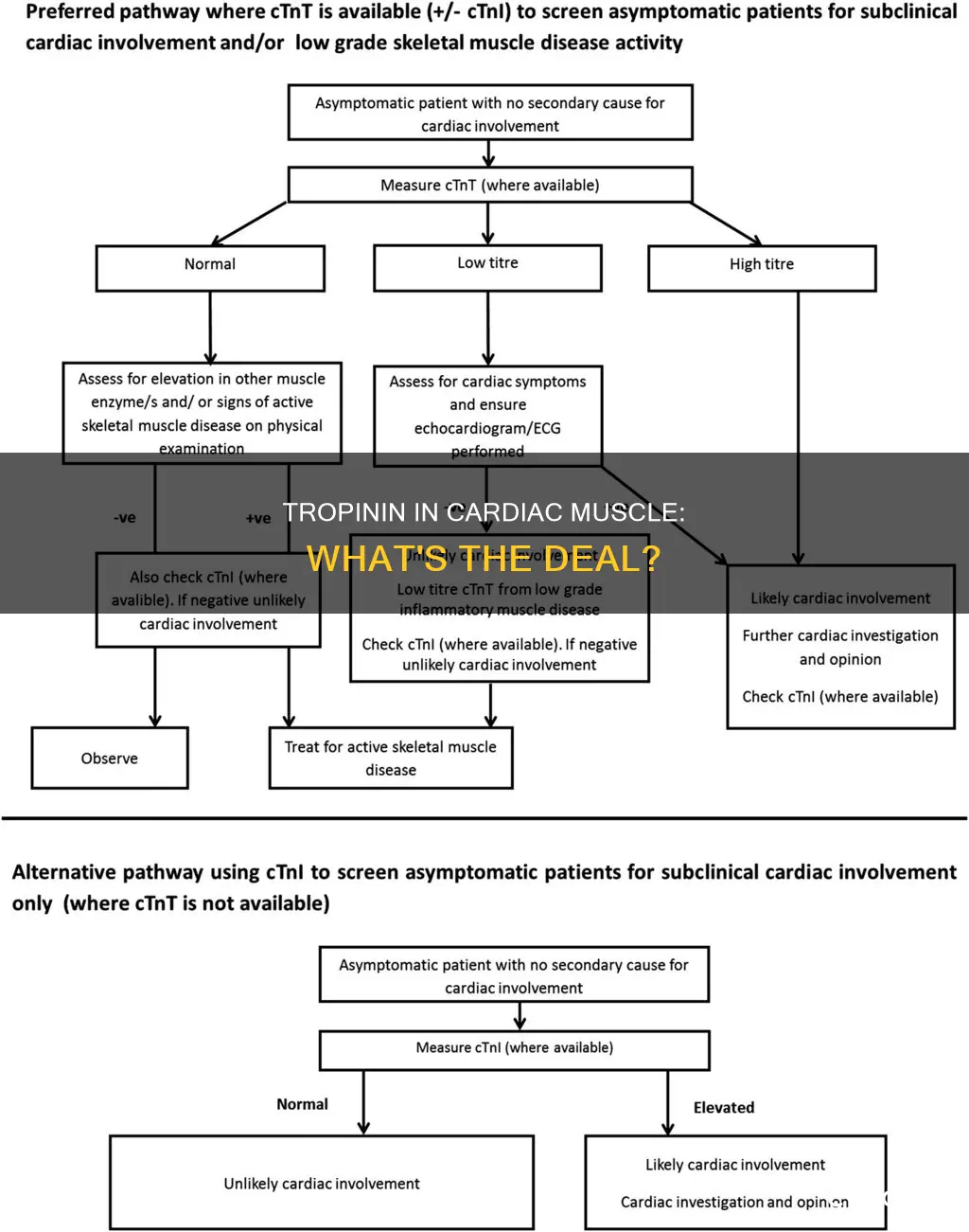 does cardiac muscle have tropinin