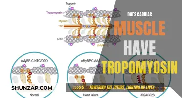Cardiac Muscle Tropomyosin: What's the Deal?