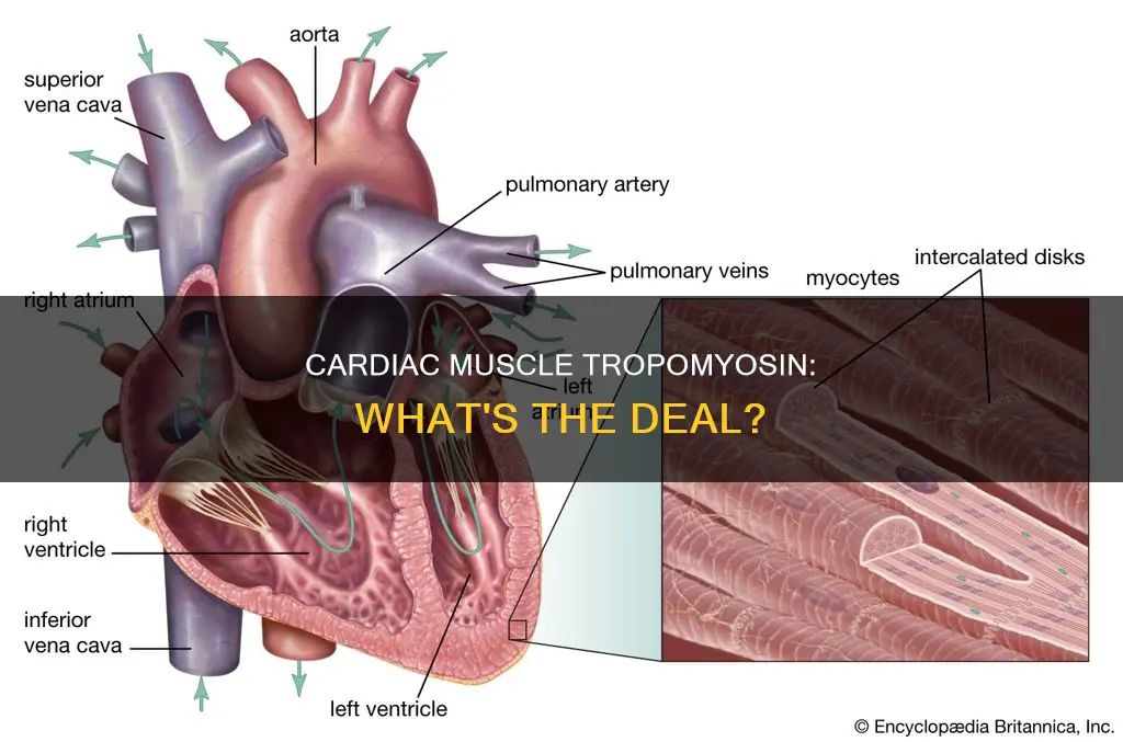 does cardiac muscle have tropomyosin