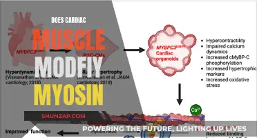 The Evolution of Cardiac Muscle Myosin