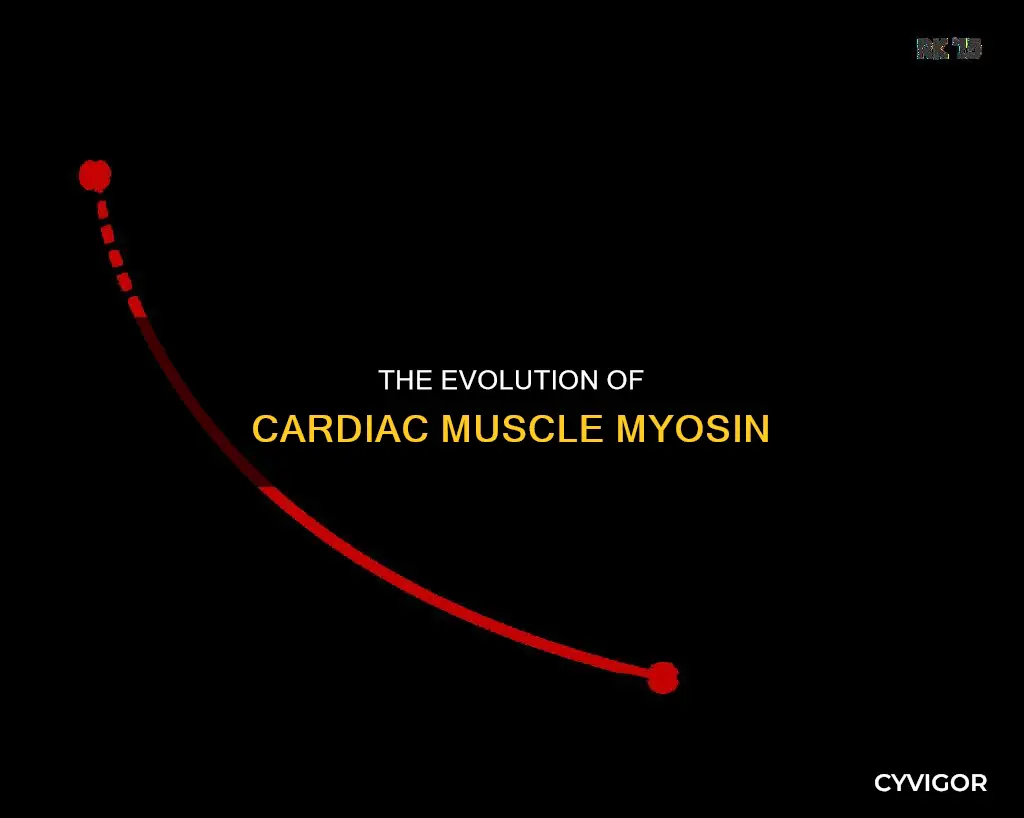 does cardiac muscle modfiy myosin