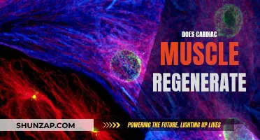 Exploring Cardiac Muscle Regeneration: Is It Possible?