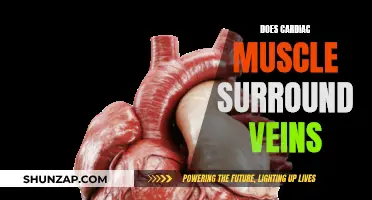 Veins and Cardiac Muscle: What's the Relationship?