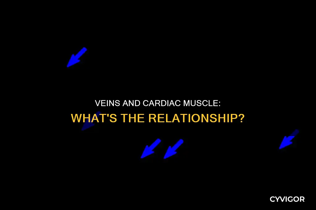 does cardiac muscle surround veins