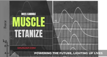 The Cardiac Muscle: Can It Tetanize?