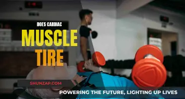 The Cardiac Conundrum: Do Heart Muscles Ever Tire?