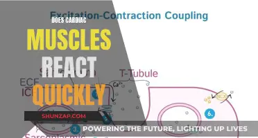 Cardiac Muscles: Quick Reactors or Slow Responders?