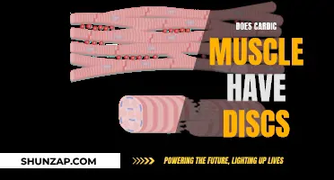 Cardiac Muscle Discs: What's the Deal?