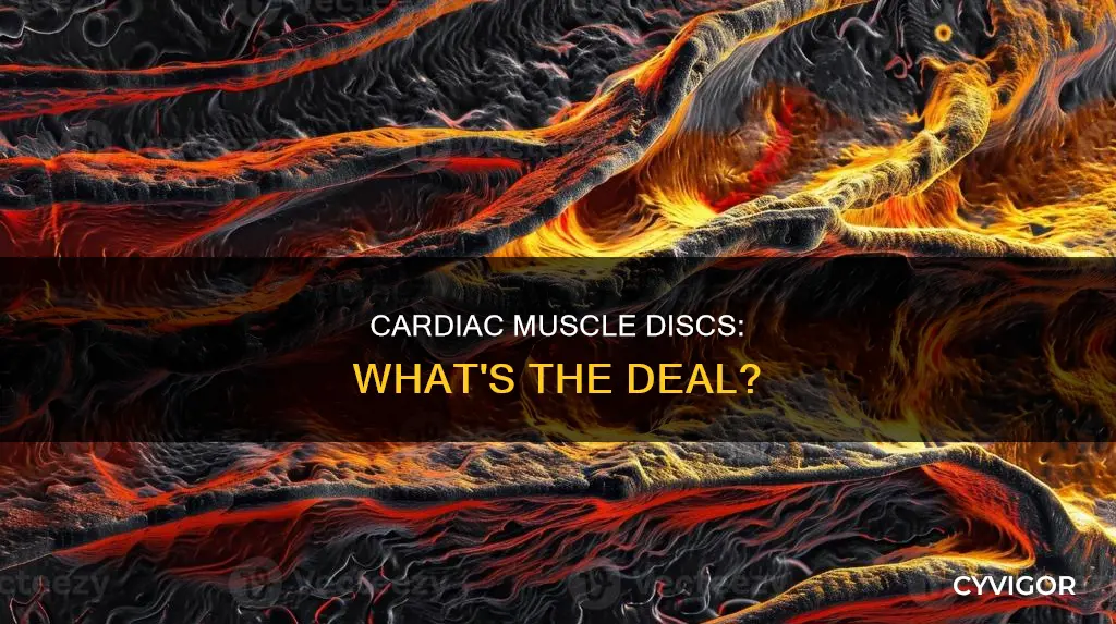 does cardic muscle have discs