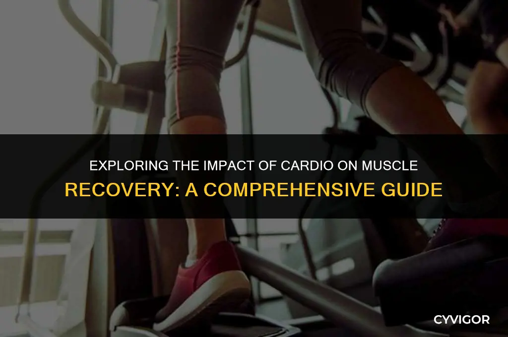 does cardio affect muscle recovery