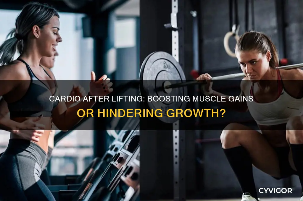does cardio after heavy lifting increase muscle gains