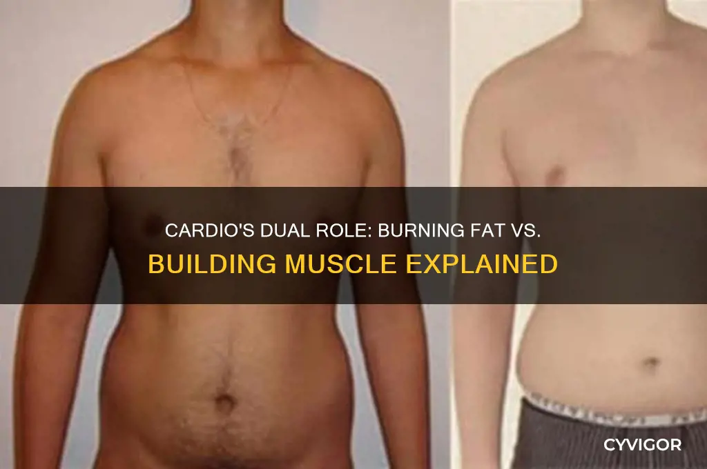 does cardio burn fat or gain muscle
