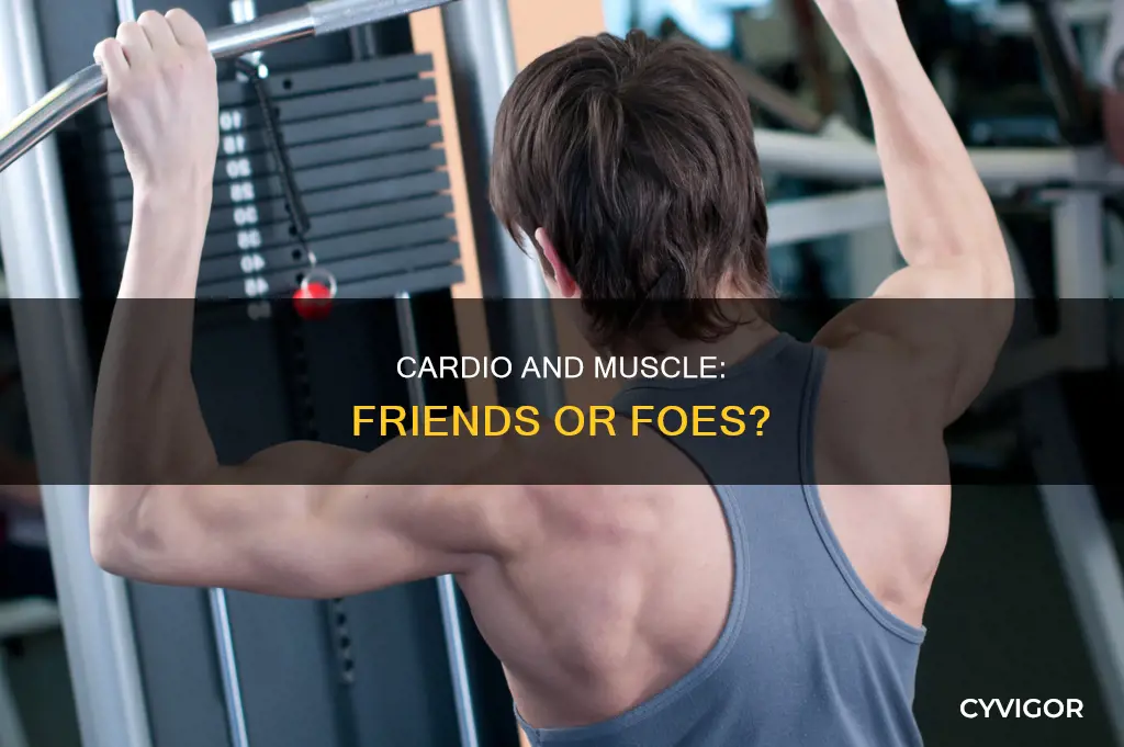 does cardio define muscle