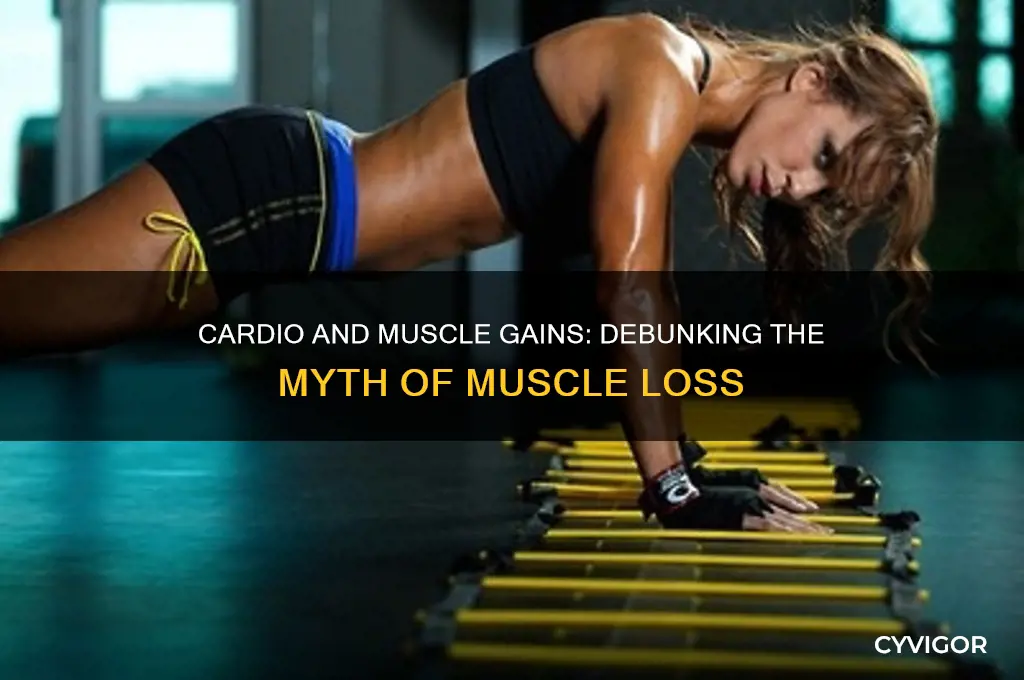 does cardio destroys muscle gains