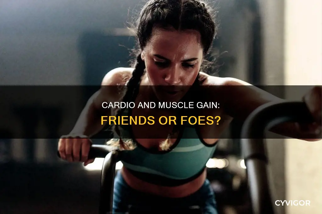 does cardio give you muscle