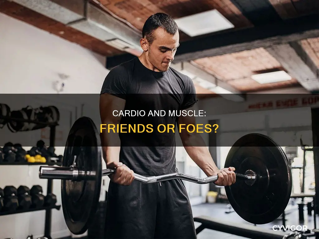 does cardio maintain muscle