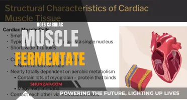 Cardiac Muscle and Fermentation: An Unlikely Process?