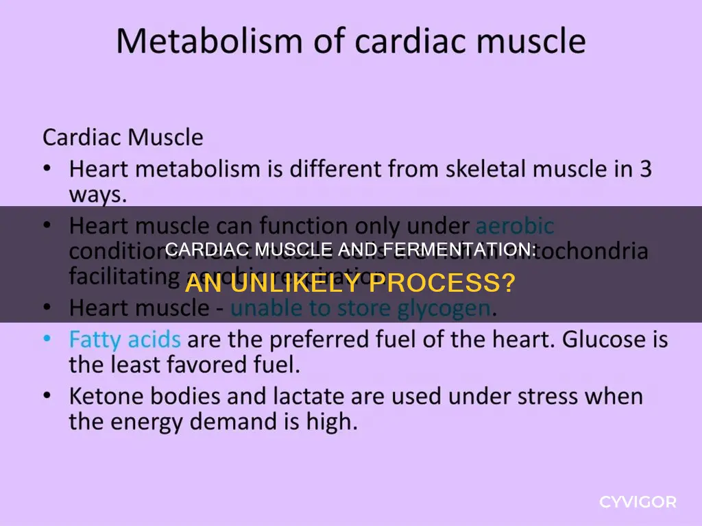does caridiac muscle fermentate