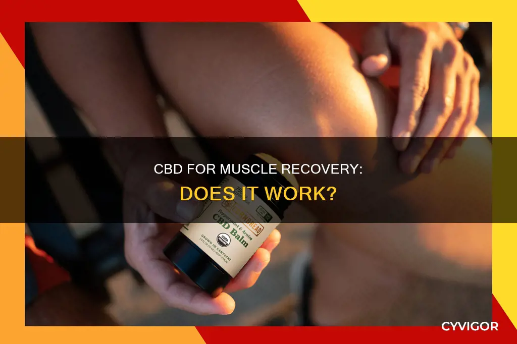 does cbd aid muscle recovery