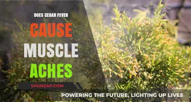 Cedar Fever: Can It Cause Muscle Aches?
