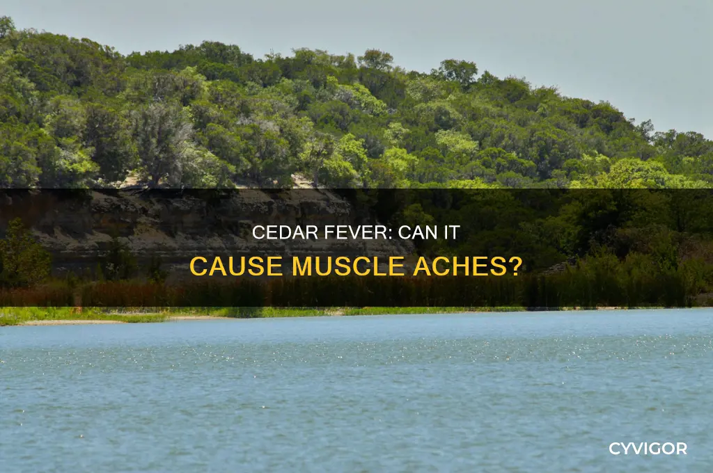 does cedar fever cause muscle aches