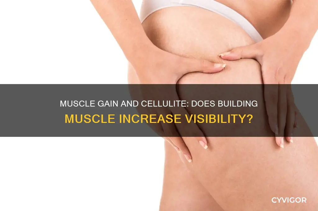does cellulite show more when you gain muscle