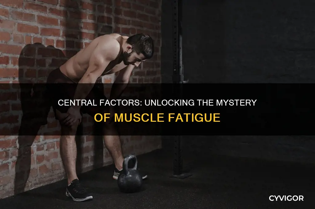 does central factors cause muscle fatigue