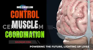 Cerebellum's Role in Muscle Coordination Explained