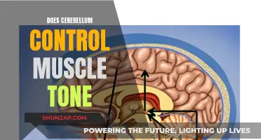 Cerebellum's Role in Muscle Tone Control Explained
