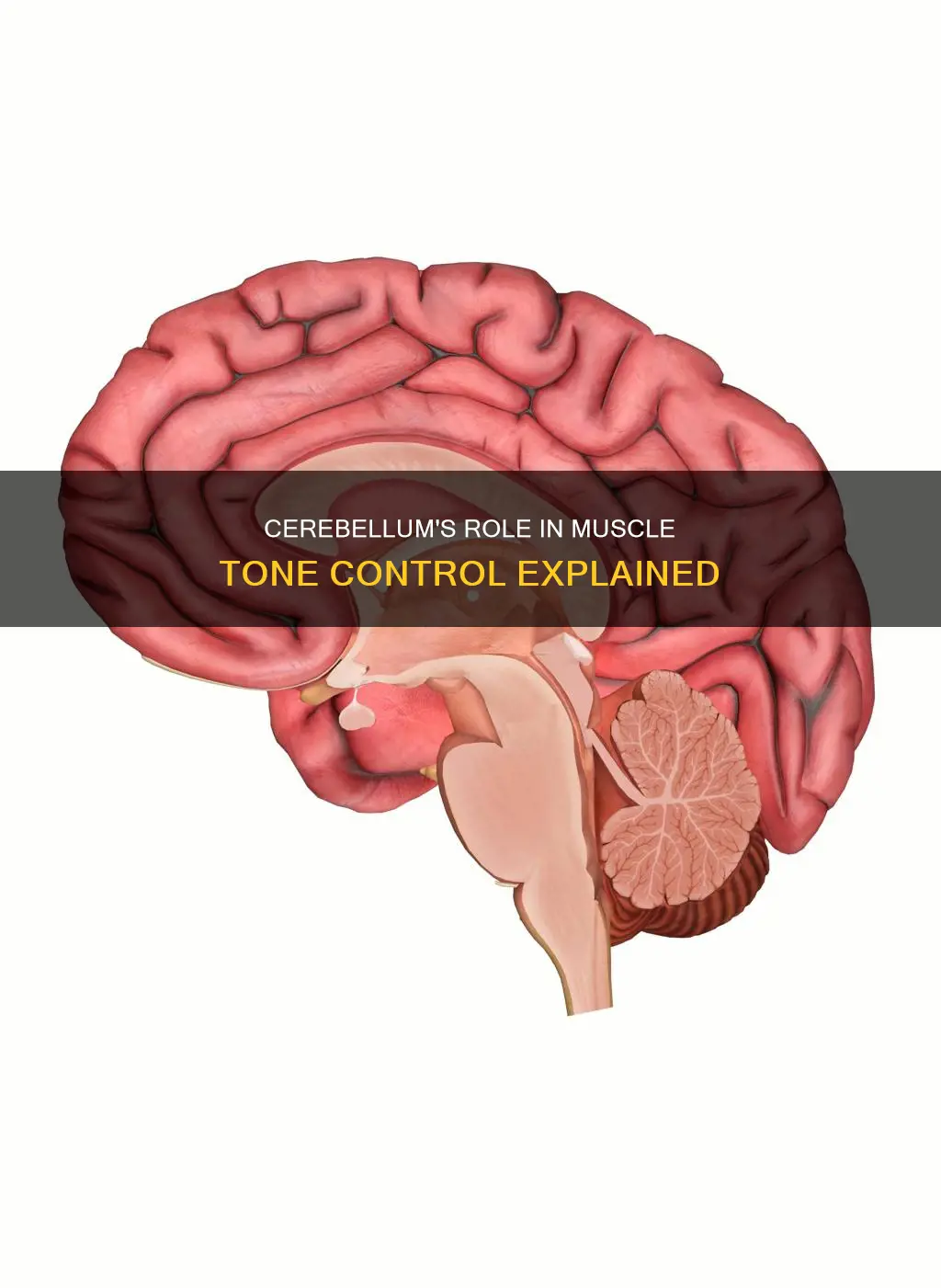 does cerebellum control muscle tone