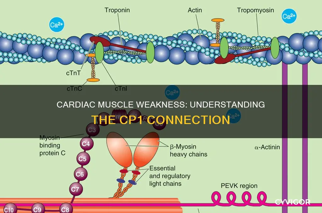 does change in cp1 levels cause cardiac muscle weakness