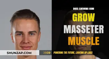 Chewing Gum and Masseter Muscle Growth: Fact or Fiction?