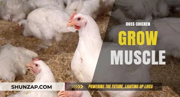 Can Chicken Help Build Muscle? Nutrition Facts and Benefits Explained