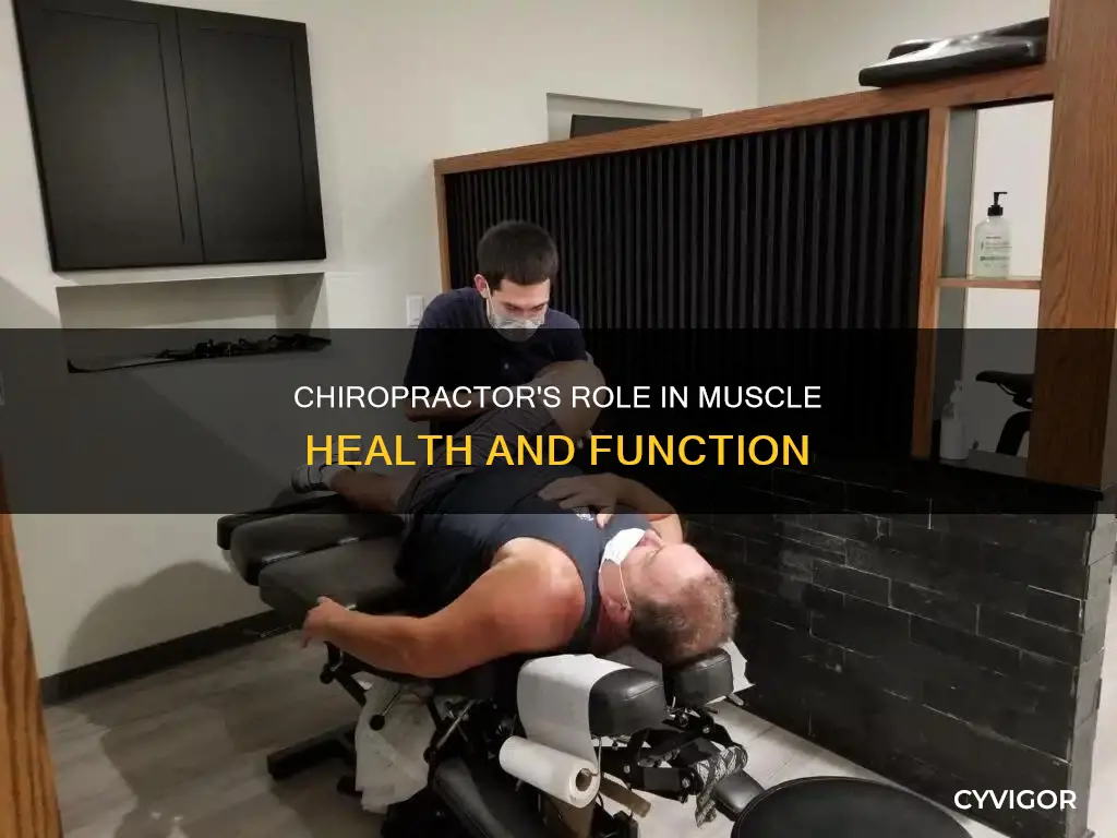 does chiropractor deal with muscles