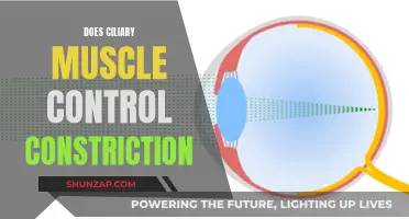 Ciliary Muscle: Controlling Constriction and Visual Focus