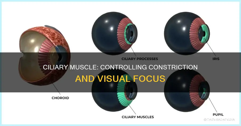 does ciliary muscle control constriction