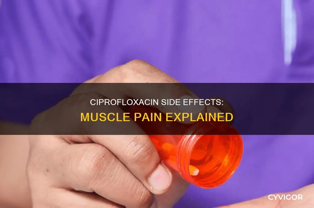 does ciprofloxacin cause muscle pain