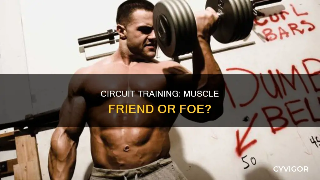 does circuit training destroy muscle
