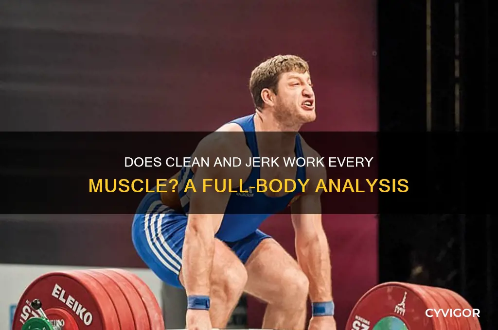 does clean and jark work every muscle