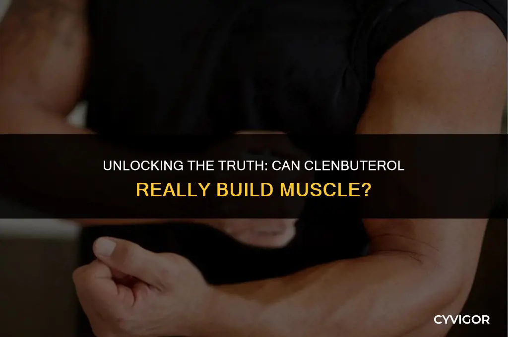 does clen build muscle