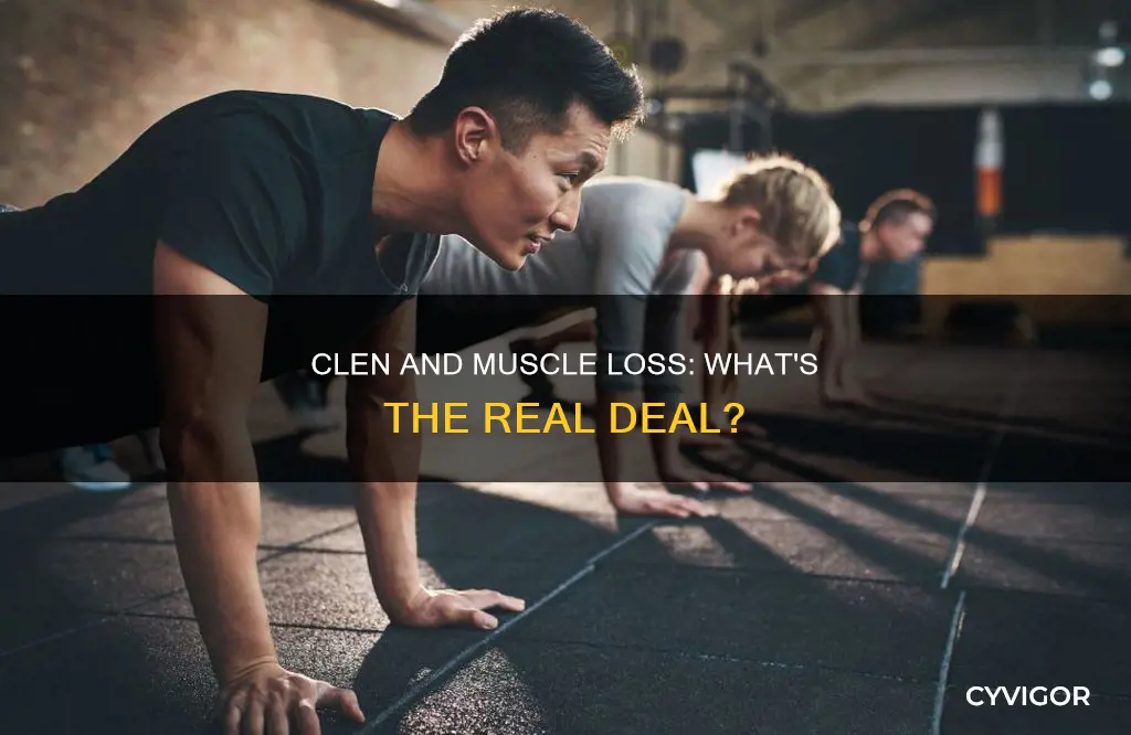 does clen burn muscle